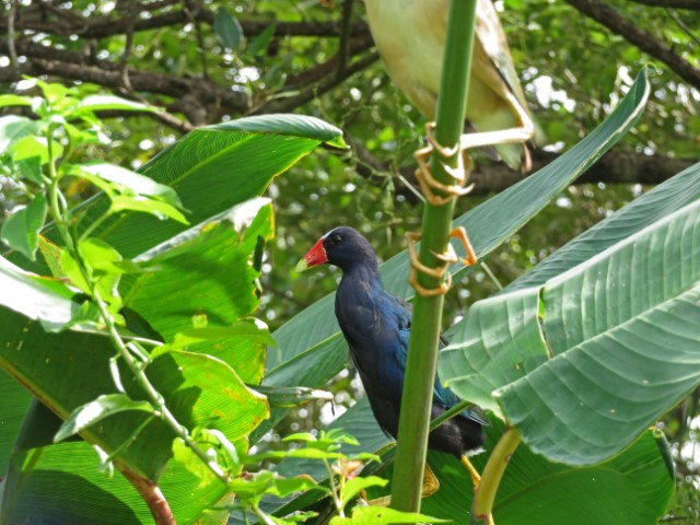 Schwarzer Vogel mit rotem Schnabel in Pflanzen