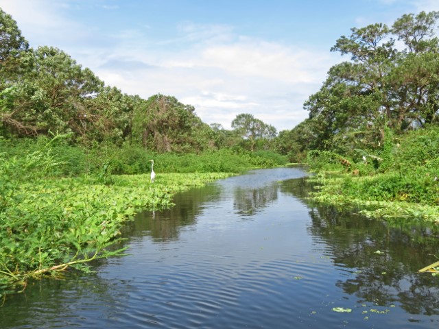 Kajakfahrt im Dschungel auf Ometepe in Nicaragua