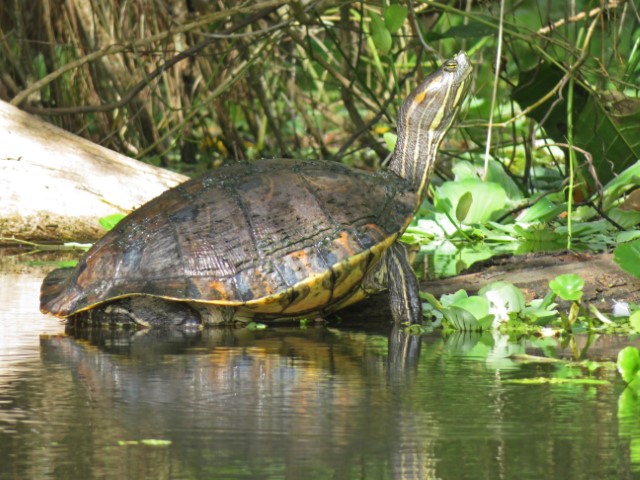 Große Schildkröte am Wasser reckt Hals in die Höhe