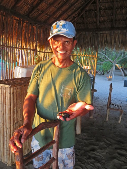 Ein Mitarbeiter in grünem Shirt des Palo de Oro Ecoturismo-Projekts hält eine Babyschildkröte auf der Hand