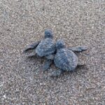 Zwei Babyschildkröten am Strand in Nicaragua