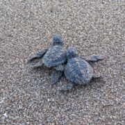 Zwei Babyschildkröten am Strand in Nicaragua