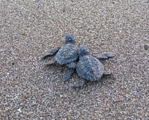 Zwei Babyschildkröten am Strand in Nicaragua