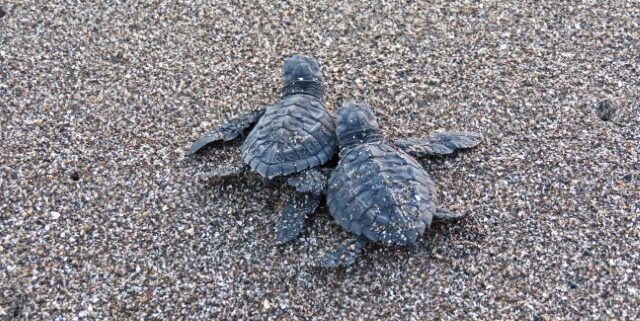 Zwei Babyschildkröten am Strand in Nicaragua