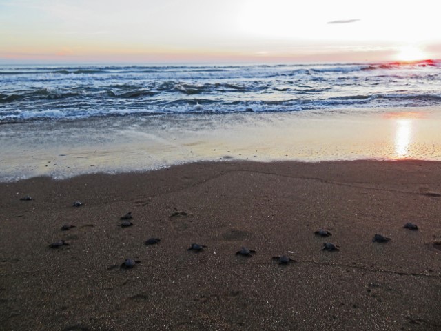 Babyschildkröten erreichen die Wellen des Meeres zum Sonnenuntergang