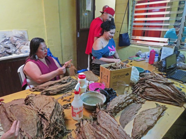 Frauen in Zigarrenfabrik in Estelí rollen Zigarrenpapier