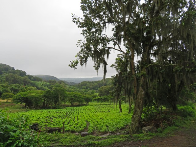 Bäume mit Flechtenbärten auf dem Land in Nicaragua