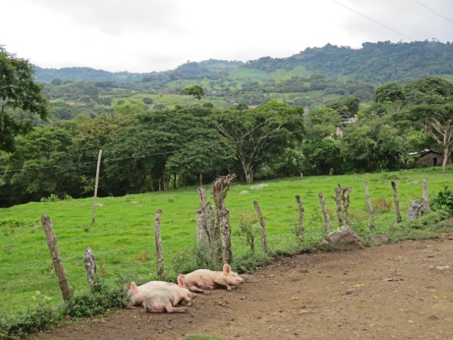 Grüne Hügellandschaft in Nicaragua mit 2 am Straßenrand schlafenden Schweinen