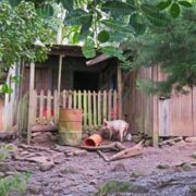 Holzhütte mit einem Schwein davor in Nicaragua