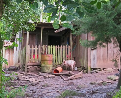 Holzhütte mit einem Schwein davor in Nicaragua