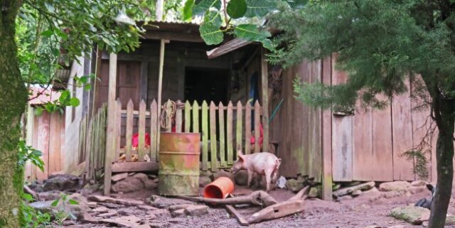 Holzhütte mit einem Schwein davor in Nicaragua