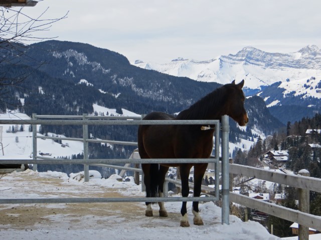 Braunes Pferd steht in seinem Gatter und schaut über die verschneiten Berge