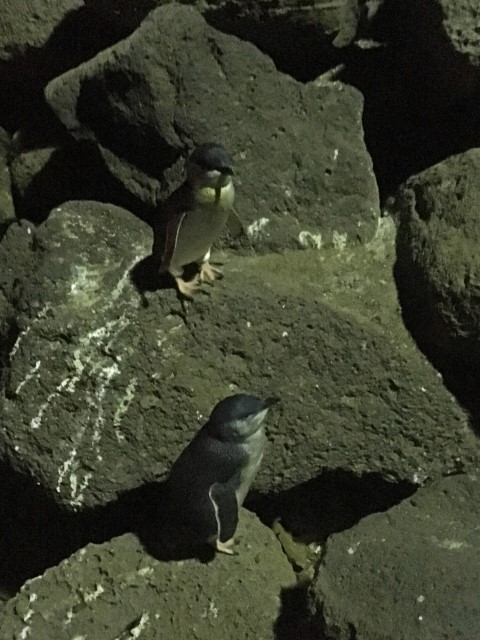 Pinguine auf Felsen nachts in St. Kilda