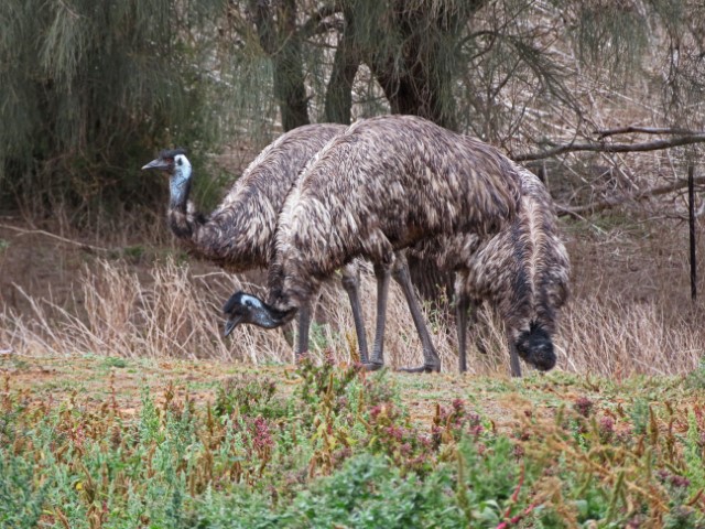 Zwei Emus im Tower Hill Wildlife Reserve