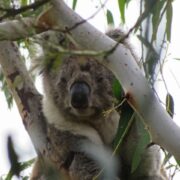 Koala sitzt in einem Eukalyptusbaum