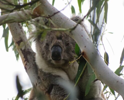 Koala sitzt in einem Eukalyptusbaum