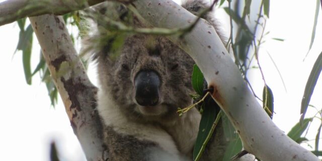 Koala sitzt in einem Eukalyptusbaum