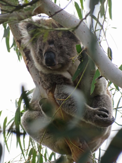 Koala in einem Eukalyptusbaum