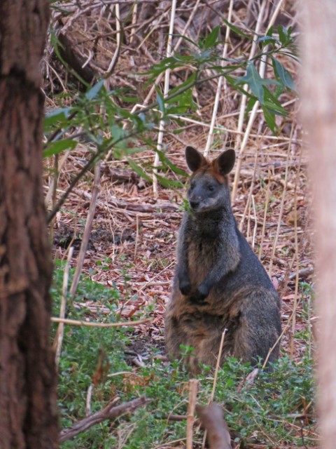 Wallaby im Gestrüpp