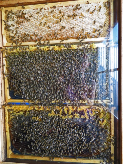 Blick auf jede Menge Bienenwaben hinter Glas