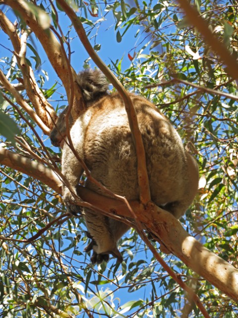 Koala auf Kangaroo Island sitzt entspannt in einem Baum in der Sonne