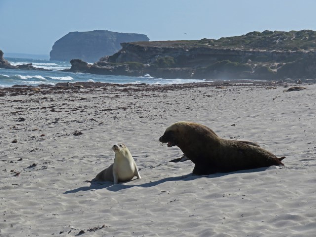 Ein großer dunkler und ein kleiner weißer Seelöwe streiten am Strand auf Kangaroo Island