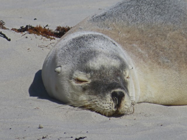 Schlafender Seelöwe im Sand in der Seal Bay auf Kangaroo Island