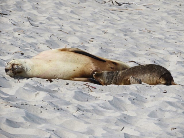 Zwei Seelöwen schlafen am Strand in der Seal Bay