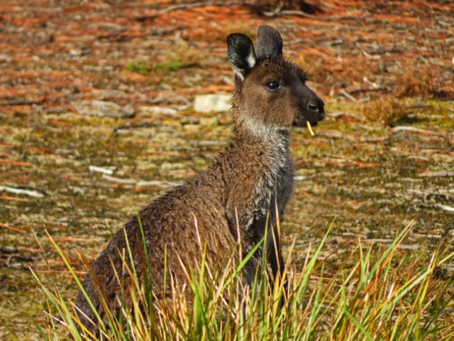 Känguru mit Grashalm im Mund auf Kangaroo Island