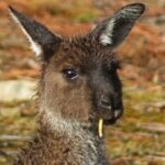 Känguru mit Grashalm im Mund auf Kangaroo Island