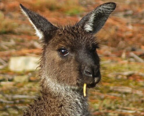 Känguru mit Grashalm im Mund auf Kangaroo Island