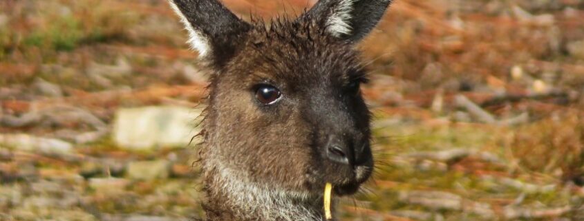 Känguru mit Grashalm im Mund auf Kangaroo Island