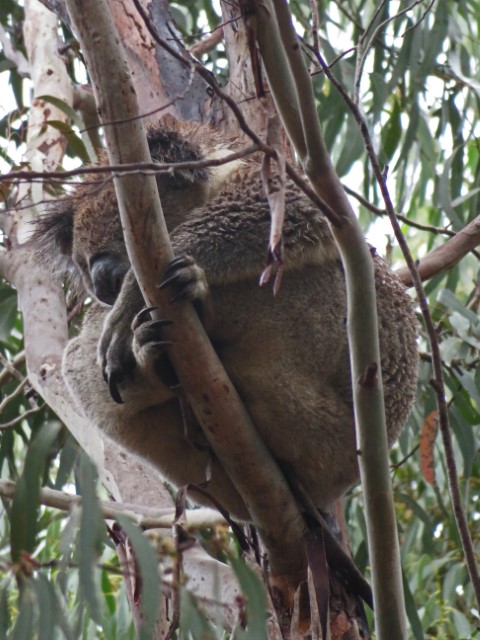 Koala klammert sich an einen Eukalyptusbaum fest