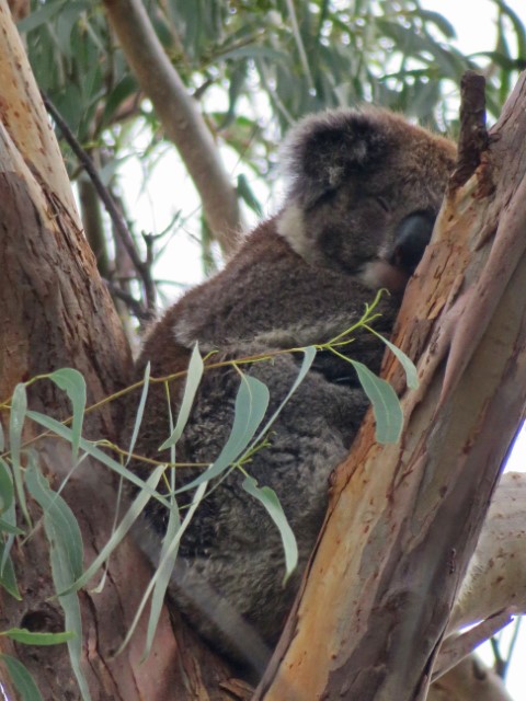 Schlafender Koala auf einem Baum