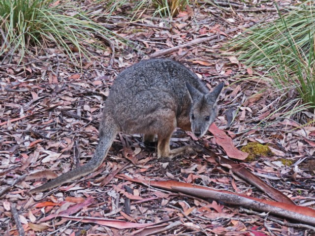 Wallaby auf Waldboden in Kangaroo Island