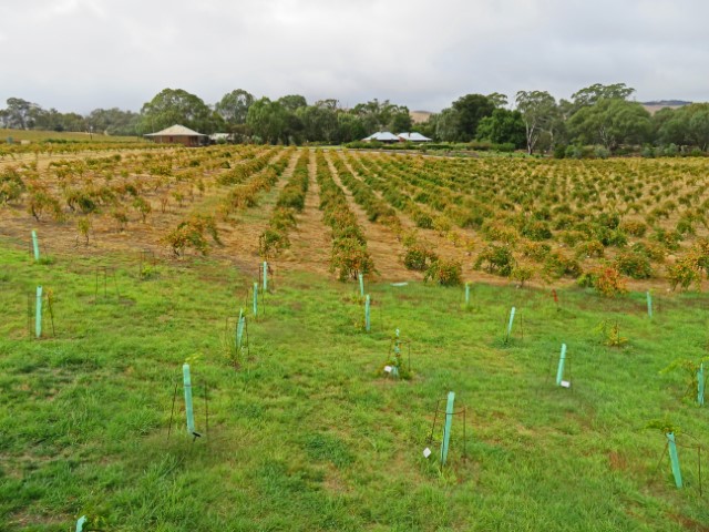 Weinfelder von St Hugo in South Australia