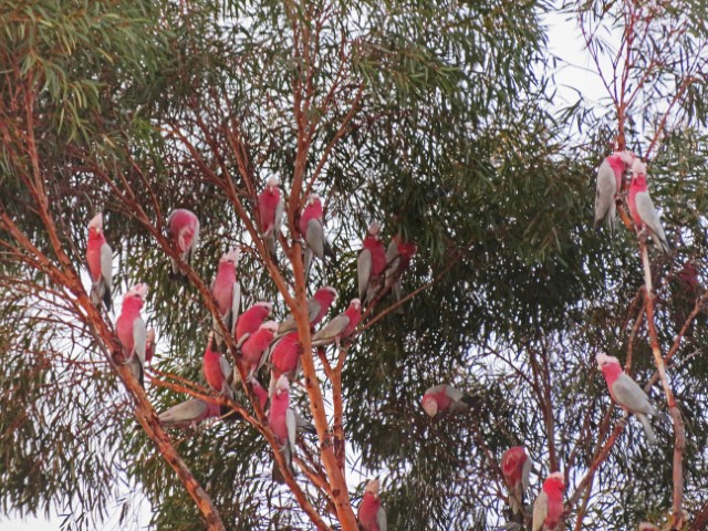 Rosa-weiße Vögel in einem Baum