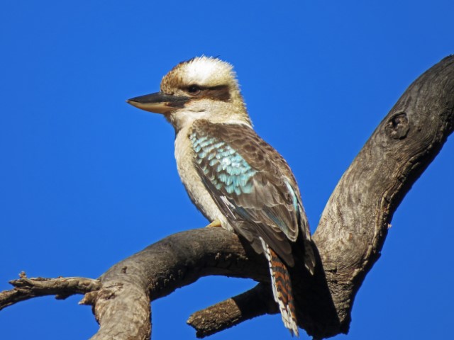 Fluffiger Vogel mit weiß-schwarzem Gefieder vor einem blauen Himmel