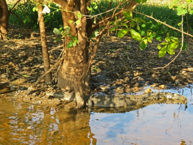 Krokodil liegt unter Baum halb im Wasser