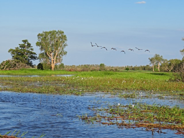 Corroboree Billabong mit Fluss, grüner Landschaft und darüber fliegenden Vögeln