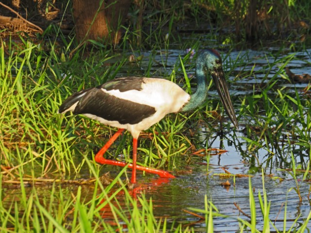 Jabiru in Australien