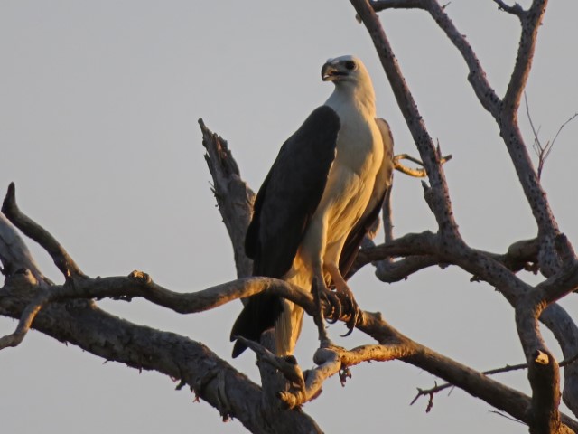 Weißbrüstiger Adler auf einem Zweig