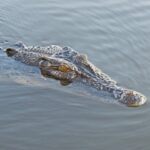 Krokodilkopf schaut aus dem Wasser