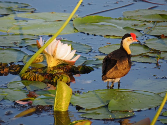 Vogel mit schwarzem Körper, weißem Hals und roter Kappe im Wasser neben einer weißen Blume