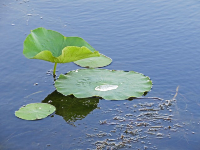 Lotusblatt, auf dem sich Wasser sammelt