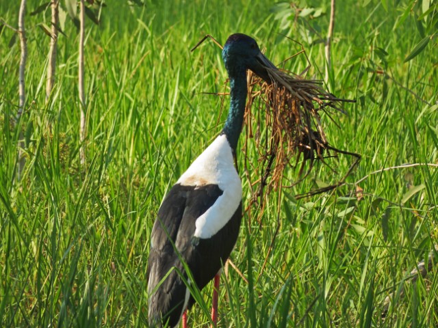 Jabiru mit Geäst im Schnabel