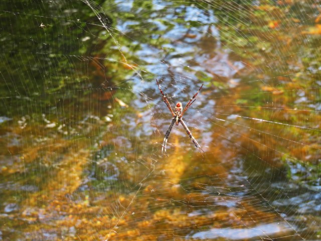 Spinne in einem Netz im Wald