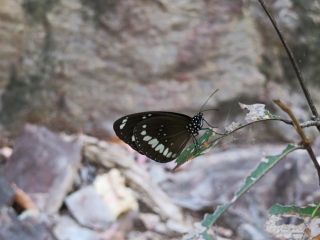 Schwarzer Schmetterling in der Butterfly Gorge