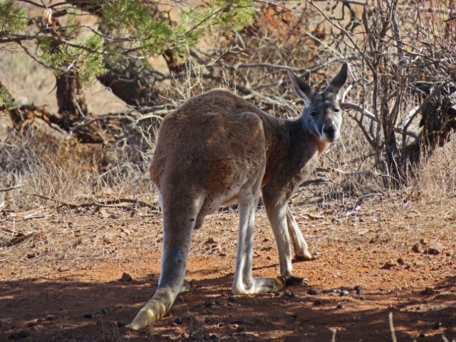 Känguru am Arkaba Walk