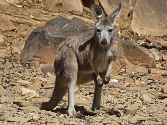 Wallaby in einer Felslandschaft in Australien